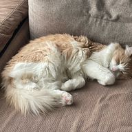 yume1910 フォロセ完了さんのアイコン画像