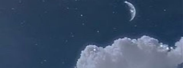 イルカさんの壁紙画像