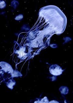 人魚はヒーローに一目惚れしたらしい