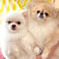 結城–ゆうき–🍣🍙🍀🍤🐹☘️さんのアイコン画像