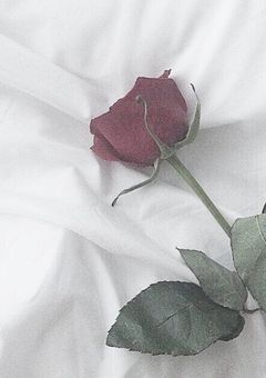 甘く 、東海 、短編集 。