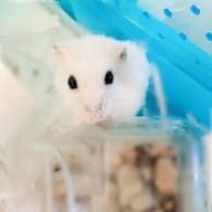 ひなた🥀❤️‍🔥☕️さんのアイコン画像