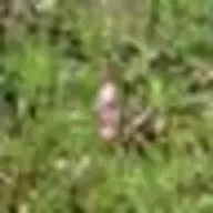 ひ～ぐらっし～さんのアイコン画像