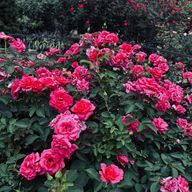 慰霊さんのアイコン画像