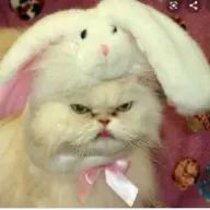 猫好きな奴さんのアイコン画像