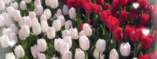 ゆぅ　@　🌀👀さんの壁紙画像