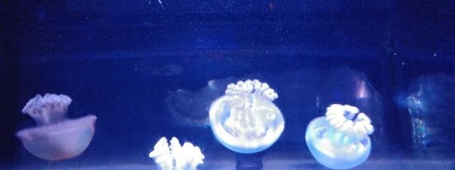 まゆぽん　さんの壁紙画像