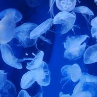 まゆぽん　さんのアイコン画像