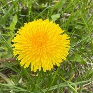 もみじ🎫✔︎︎︎︎.さんのアイコン画像