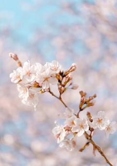 桜散る頃に………