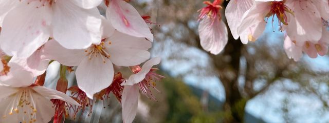 A k i ＿さんの壁紙画像