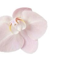 仍⠀さんのアイコン画像