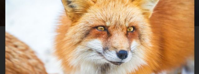 野ももさんの壁紙画像