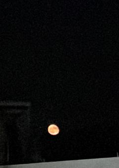 転トリした俺氏✴︎