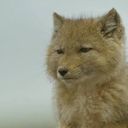チベット