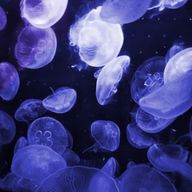 く      ら      げ      。さんのアイコン画像