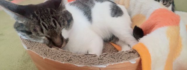 ﾊﾙﾈｺさんの壁紙画像