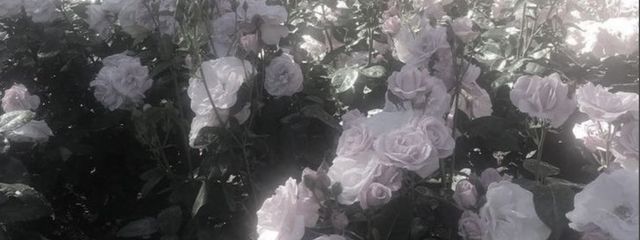 NeSさんの壁紙画像