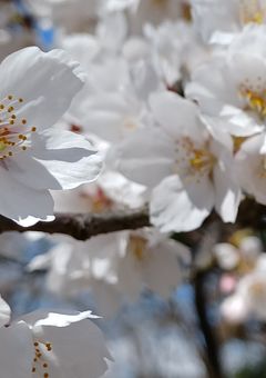 Sakura🌸🎧の(一方的な)雑談部屋Part1