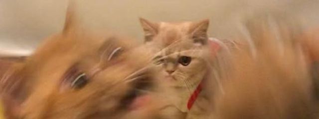 緑色の絵の具になる運命の猫(？)さんの壁紙画像