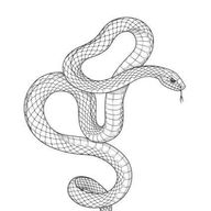 シノアさんのアイコン画像
