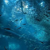 🍀イロドリ🍀さんのアイコン画像