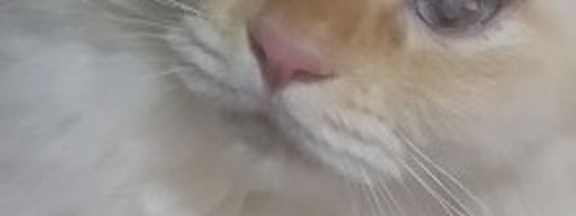 OMORIさんの壁紙画像