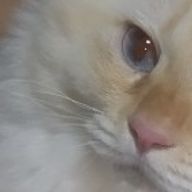 OMORIさんのアイコン画像