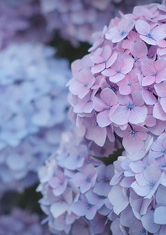 HOTEL PETRICHOR ~悪霊達のお話と彼らの話~(捏造)