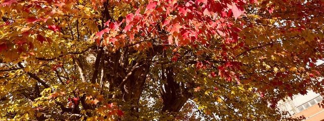 霞さんの壁紙画像