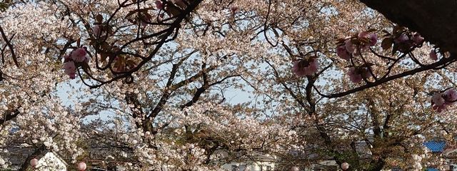 すず😺🍚/🌸🐈🧡/🍰🥂/🐾🍊/🌸🌙📷さんの壁紙画像
