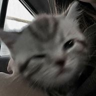 電脳ねこさんのアイコン画像