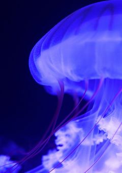 蛇喰 夢子の妹は狂っている