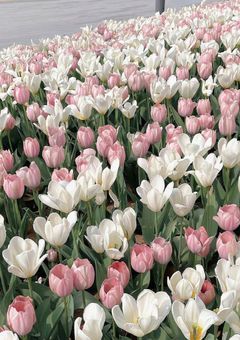 ︎︎ ︎︎ ︎︎~末永くよろしく‪‪~