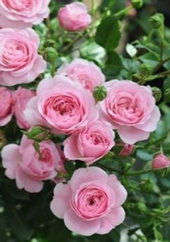 俺のPEACH ‪‪❤︎‬