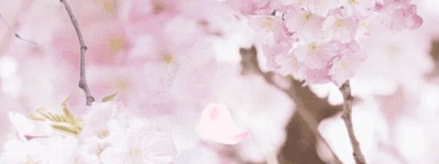 ありすさんの壁紙画像