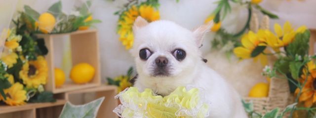 椿姫 ˖°❀⋆.ೃ࿔*:･さんの壁紙画像