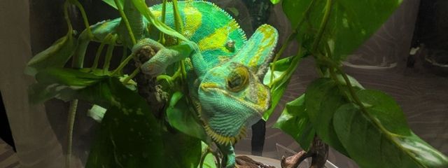 瀬夏さんの壁紙画像