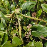 瀬夏さんのアイコン画像