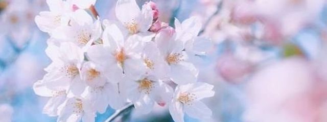 ゆゆさんの壁紙画像