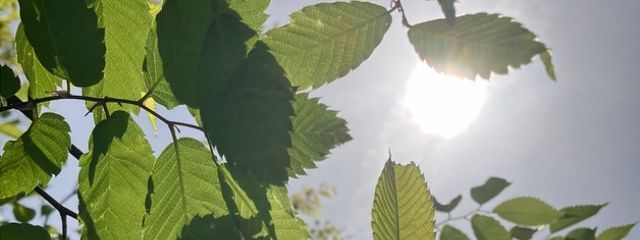 なるなるさんの壁紙画像