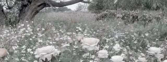 もずくさんの壁紙画像