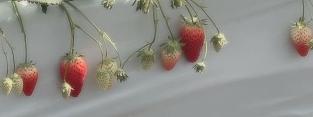 名前募集中さんの壁紙画像