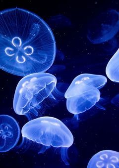 🫧 雑 談 部 屋 .