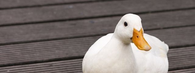 あひる@一旦リクエスト停止中さんの壁紙画像