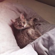 ましゅーさんのアイコン画像