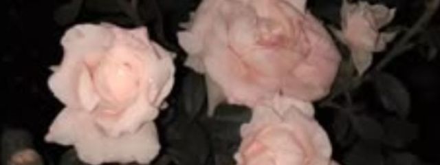 なる_フォロバ100%♡さんの壁紙画像