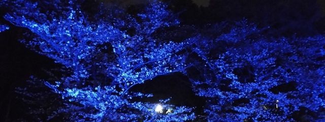 しぐささんの壁紙画像