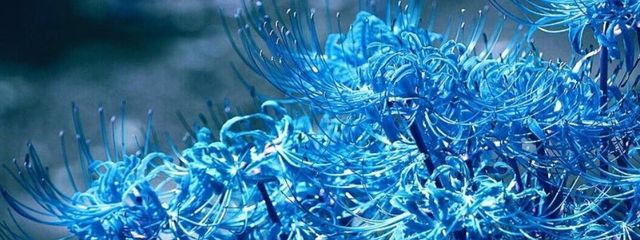 琴吹 リコリスさんの壁紙画像