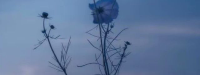 紫乃さんの壁紙画像